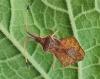 Syromastus rhombeus
